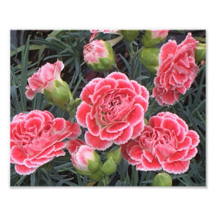 Foto Asombroso Dianthus