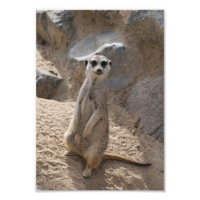 Foto Asombroso Meerkat (Frente)