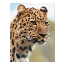 Asombroso retrato de leopardo