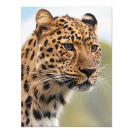 Foto Asombroso retrato de leopardo