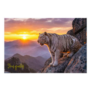Foto Atardecer del majestuoso tigre blanco
