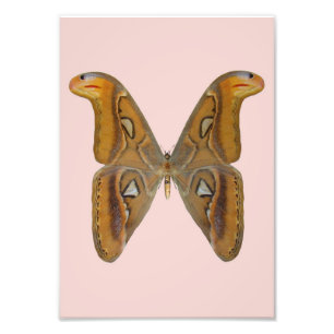 Foto Atlas Moth