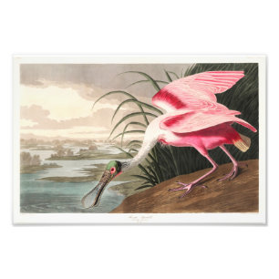 Foto Audubon Birds of America