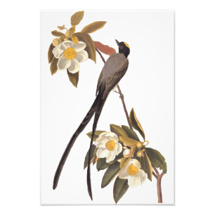 Foto Audubon Fork Tail Flycatcher Bird Vintage Art