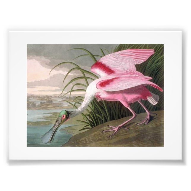 Foto Audubon Ilustracion Spoonbill (Frente)