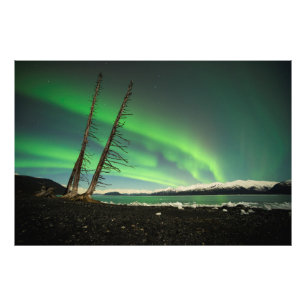 Foto Aurora del árbol de inclinación