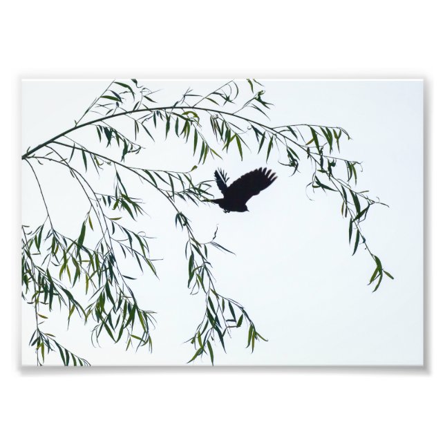 Foto Ausente (Frente)