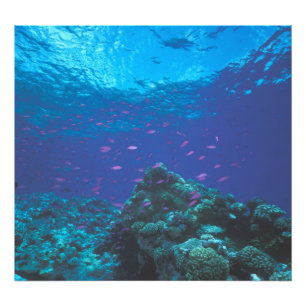 Foto Australia, Gran Barrera de Coral. Enjambre Púrpura