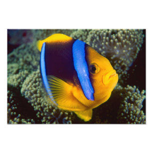 Foto Australia, Gran Barrera de Coral, Pez payaso