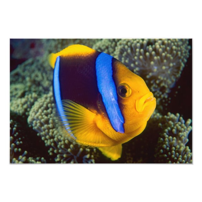Foto Australia, Gran Barrera de Coral, Pez payaso (Frente)