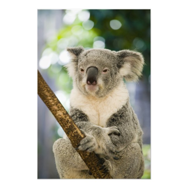 Foto Australia, Queensland, Brisbane, Fig Tree (Frente)