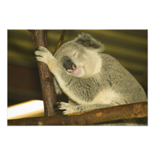 Foto Australia, Queensland, Brisbane. Higuera