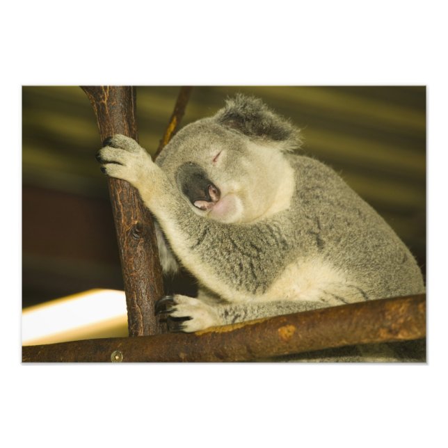 Foto Australia, Queensland, Brisbane. Higuera (Frente)