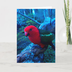 Foto: Australian King Parrot, tarjeta en blanco.