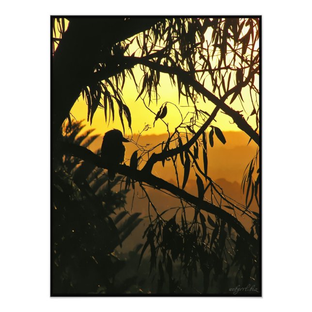 Foto australiana del Sunset Kookaburra Silhouette (Frente)