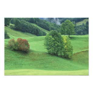 Foto Austria. Colina verde ondulada y árboles