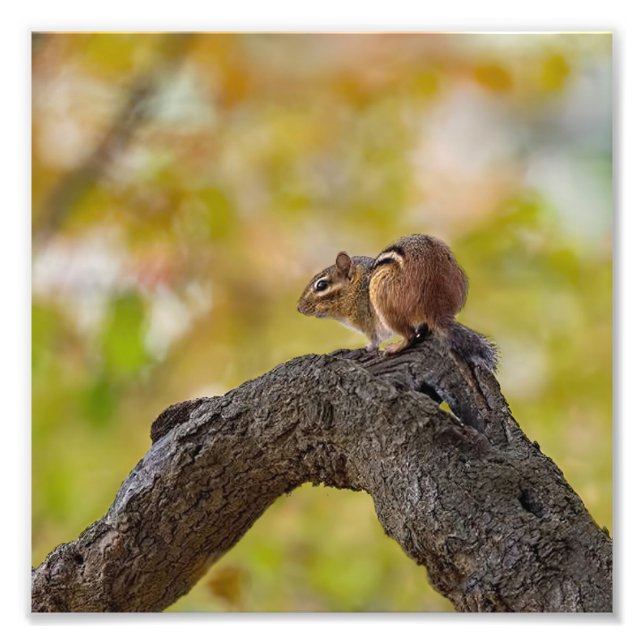 Foto Autumn Chipmunk (Frente)
