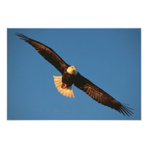 Foto Ave de presa, águila calva en vuelo, Kachemak