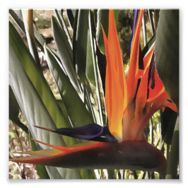 Foto Ave del Paraíso Strelitzia Reginae Acrílico Painti