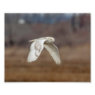 Foto Ave nevada 10x8 en vuelo