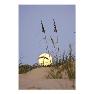 Foto Avena de mar Uniola paniculata) creciendo en arena