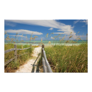 Foto Avena de mar Uniola paniculata) creciendo junto a 