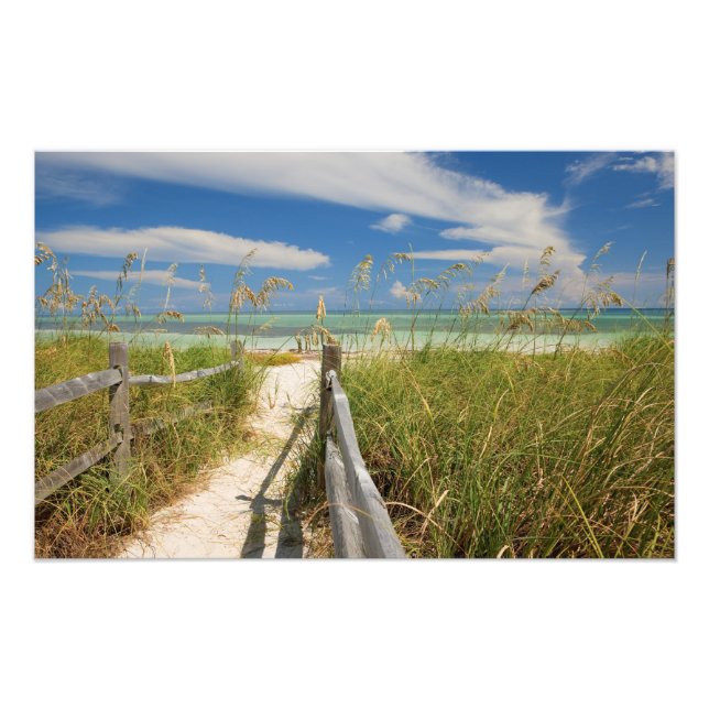 Foto Avena de mar Uniola paniculata) creciendo junto a  (Frente)