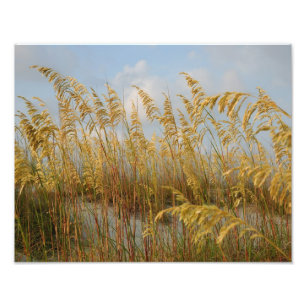 Foto avena del mar