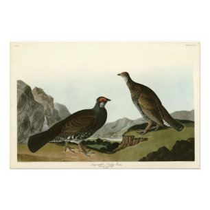 Foto Aves Audubónicas de América Dusky Grous (como el a