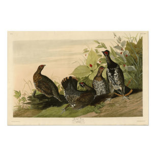 Foto Aves de América del grupo Auspio de Audubon visto 