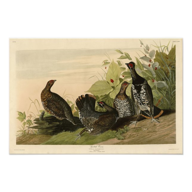 Foto Aves de América del grupo Auspio de Audubon visto  (Frente)