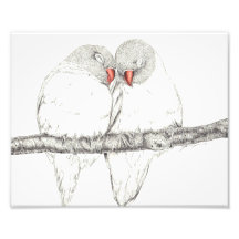 Aves de amor