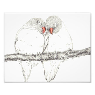 Foto Aves de amor