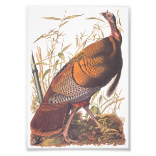 Foto Aves de Audubon de Estados Unidos salvajes Turquía