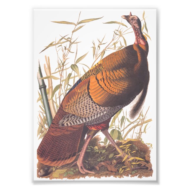 Foto Aves de Audubon de Estados Unidos salvajes Turquía (Frente)