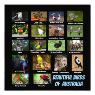 Foto Aves de Australia