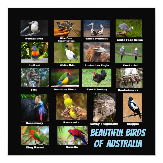 Foto Aves de Australia (Frente)