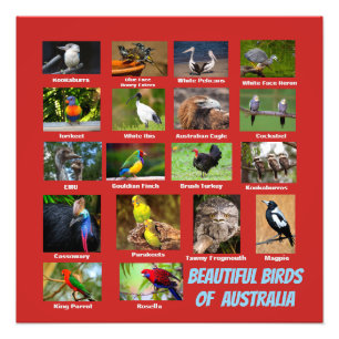 Foto Aves de Australia