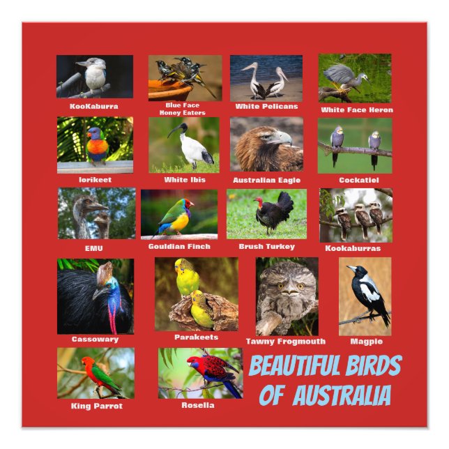 Foto Aves de Australia (Frente)