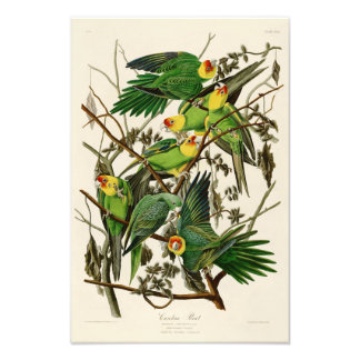 Foto Aves de Carolina Parrot John Audubon de Estados Un