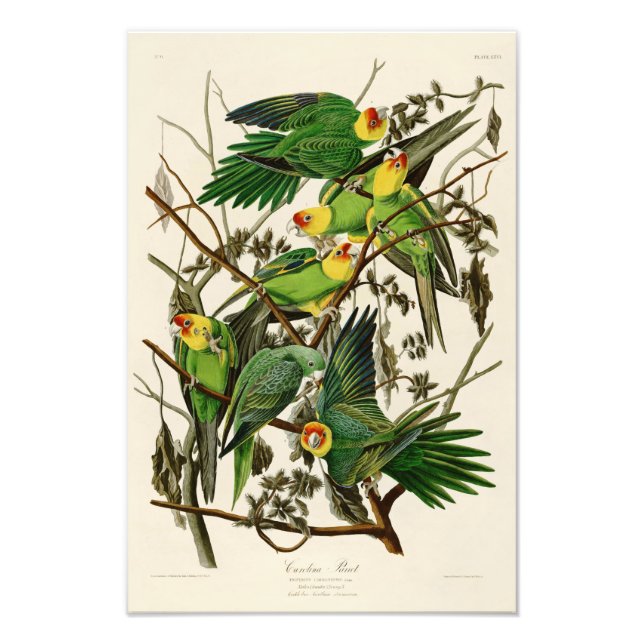 Foto Aves de Carolina Parrot John Audubon de Estados Un (Frente)