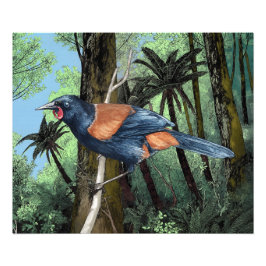 Foto Aves de espalda de los bosques