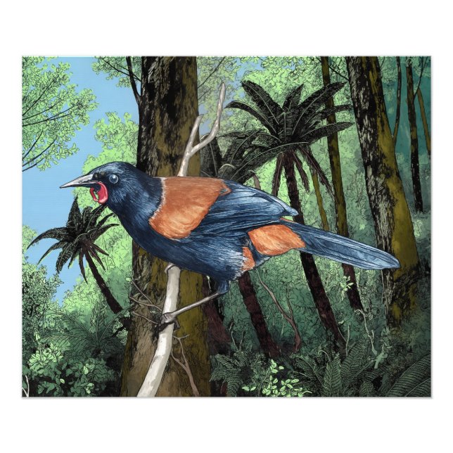 Foto Aves de espalda de los bosques (Frente)