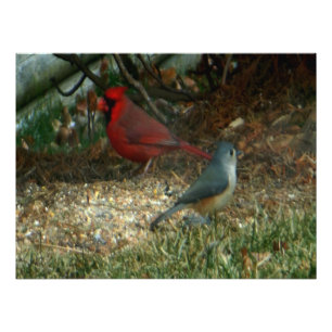 Foto Aves del cardenal rojo Titmouse