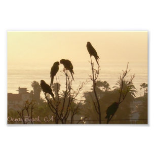 Foto Aves en el paraíso