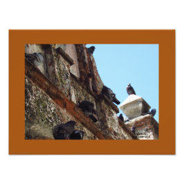 Foto Aves en la capilla en el Viejo San Juan