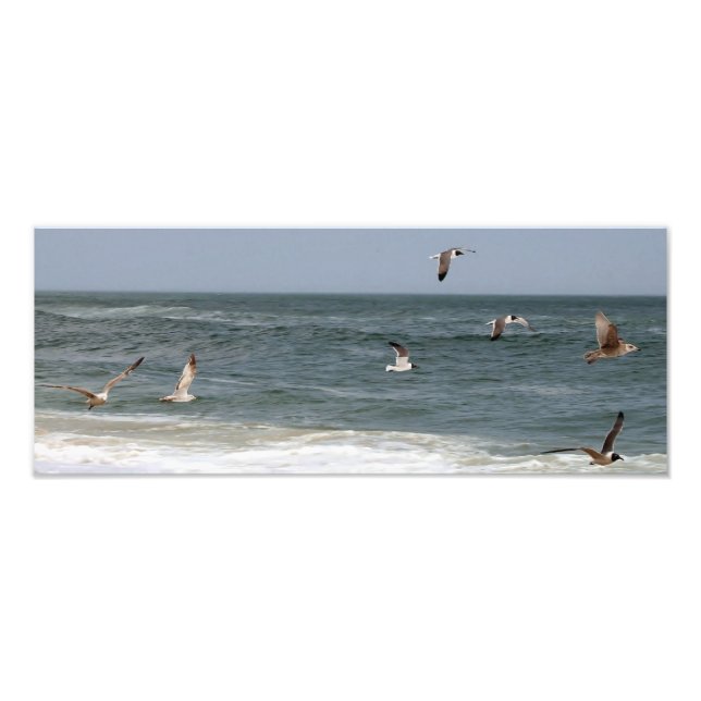 Foto Aves en vuelo de Shirley Taylor (Frente)