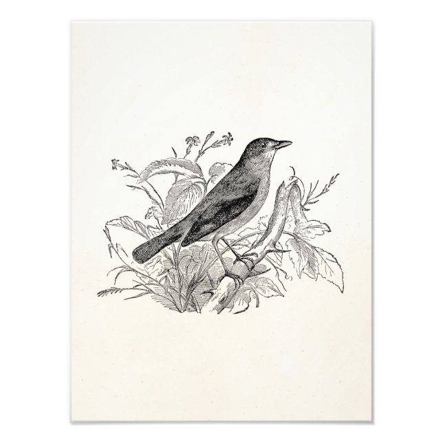 Foto Aves Retro Personalizadas Vintage Nightingale (Frente)