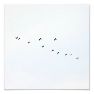 Foto Aves volando en el cielo