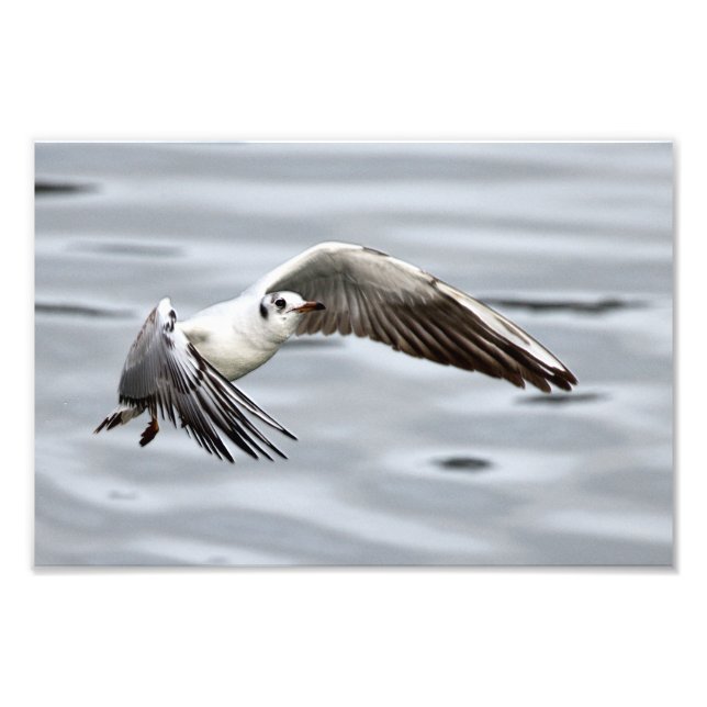 Foto Avian Flight of the Seagull (Frente)